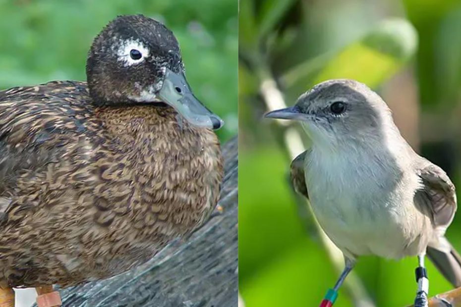 birds in Kauō