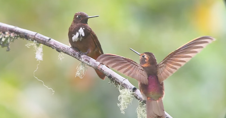 9 Tips On Stopping When Hummingbirds Attack Each Other