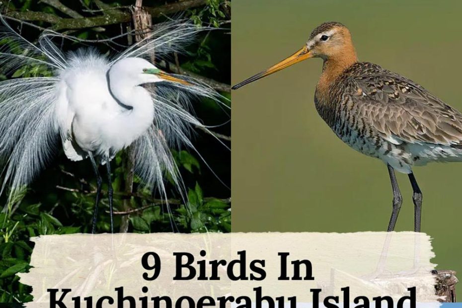 birds in Kuchinoerabu Island