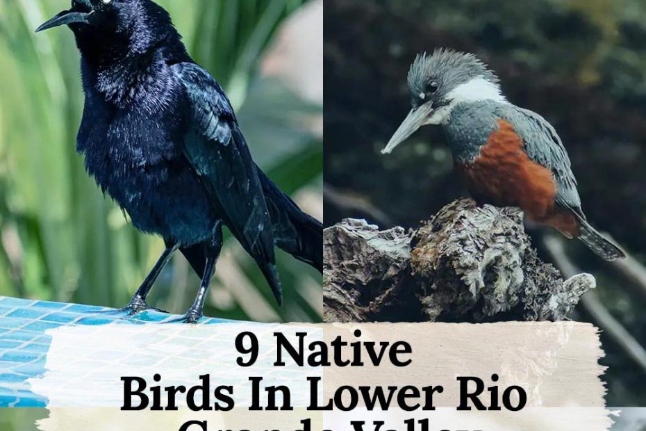 9 native birds in Lower Rio Grande Valley