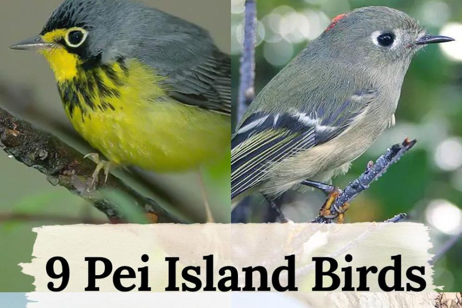 pei island birds