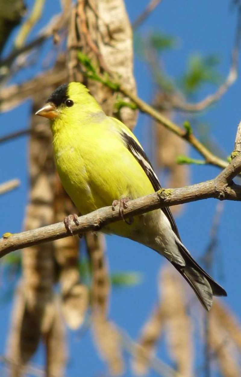 49 Yellow Birds in North Carolina - The Worlds Rarest Birds