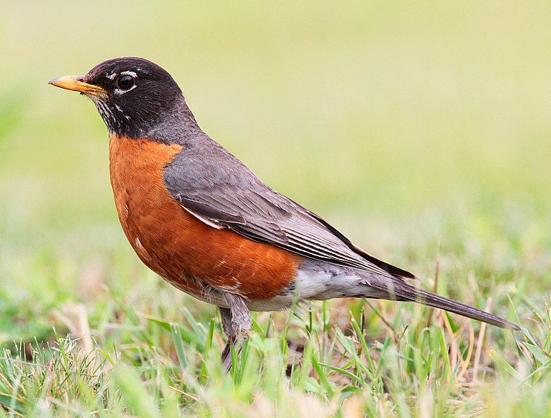 American_robin__41