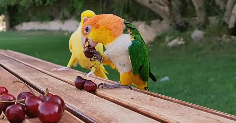 Are All Caique Species Expensive