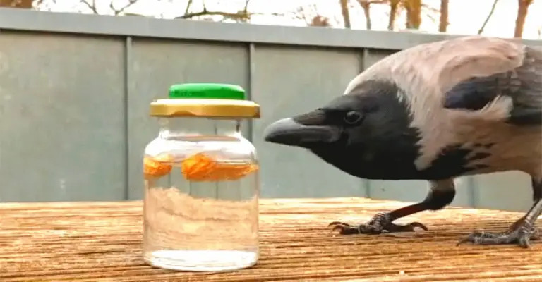 Are Crows Attracted To Shiny Objects