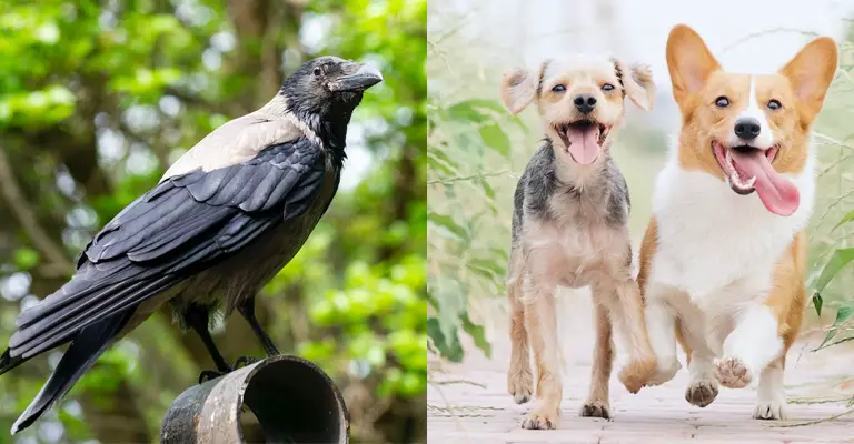 Are Crows Dangerous To Dogs