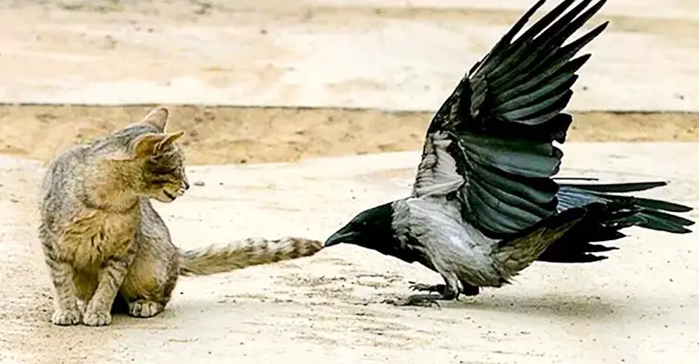 Are Crows Dangerous to Cats