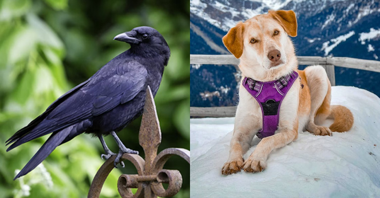 Are Crows Smarter Than Dogs
