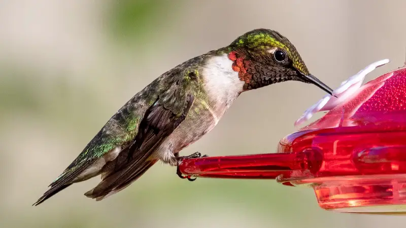 Are Hummingbirds Color Blind