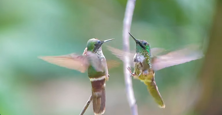 Are Hummingbirds Playing Or Fighting When They Chase Each Other