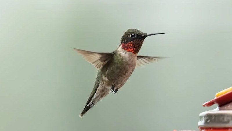 Are Hummingbirds Valuable to The Economy