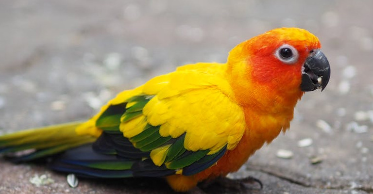 Are Sun Conures Loud