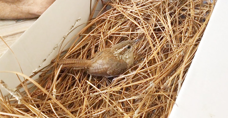 Arrange a Shelter for the Injured Bird