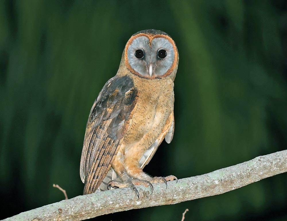 Ashy-Faced Owl