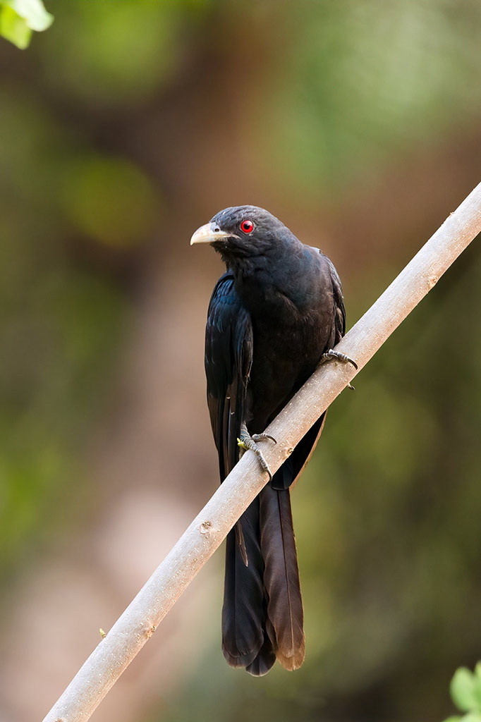 Asian Koel