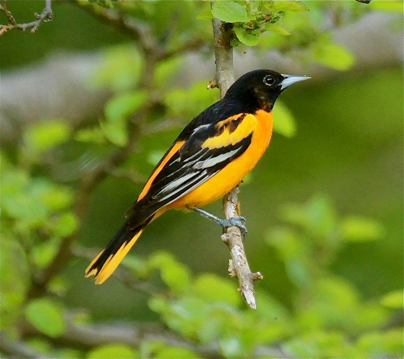 Baltimore_oriole__21