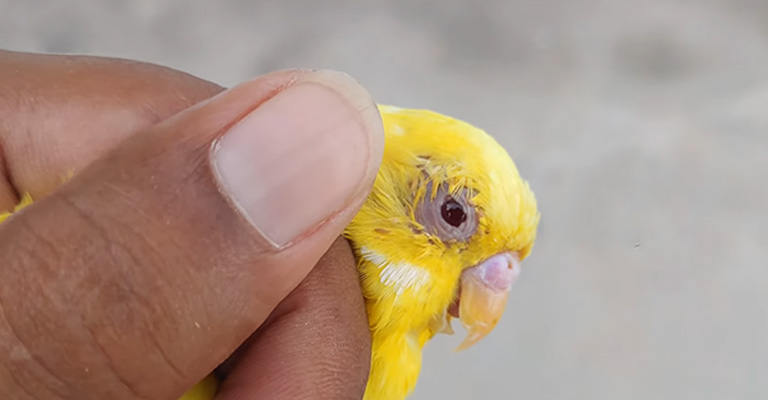 Treat Bird Eye Injury