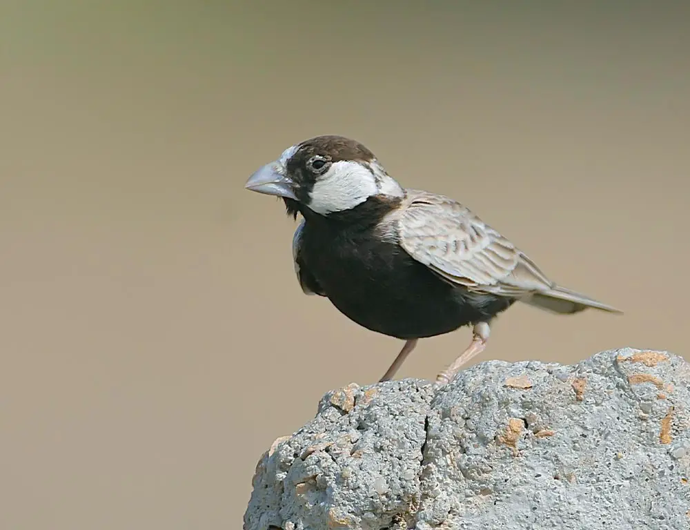Black-Crowned Sparrow-Lark