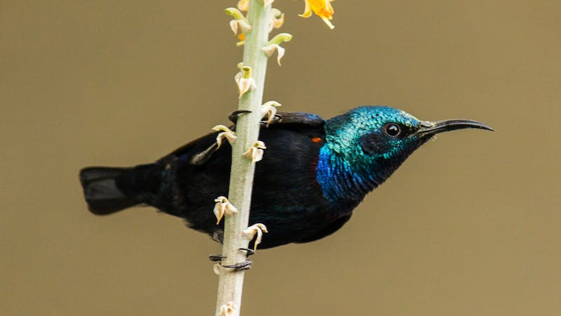 Black Hummingbird