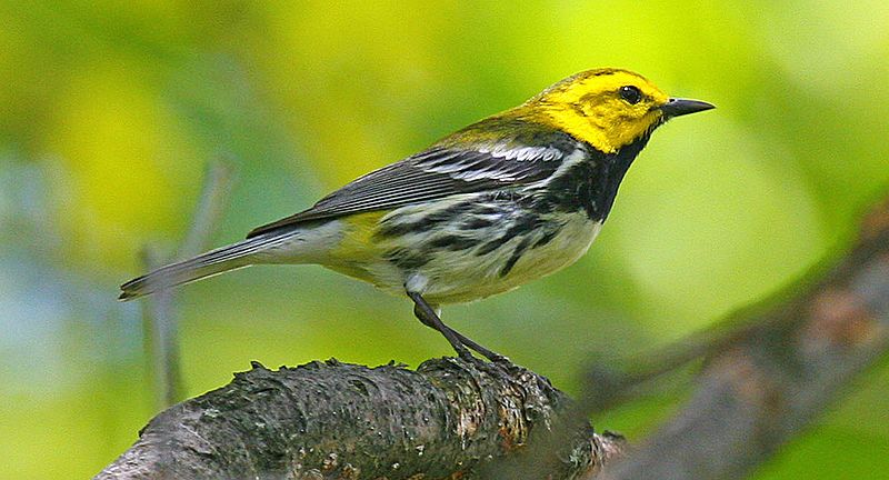 Black-throated_green_warbler__30