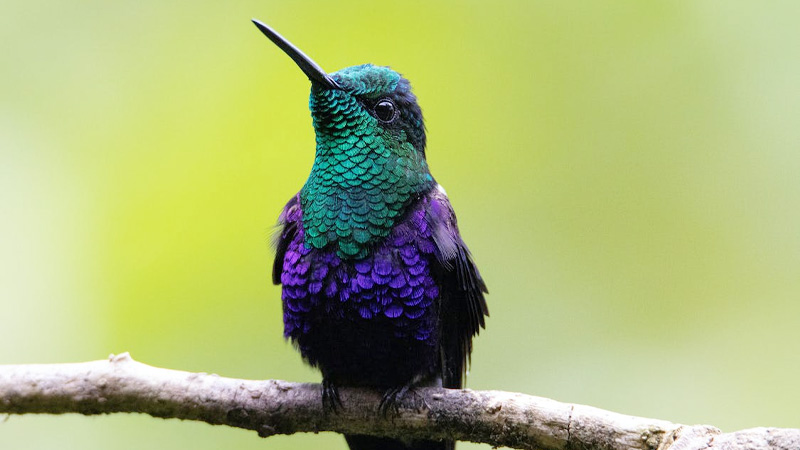 Blue Hummingbird