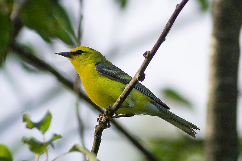 Blue-winged_warbler__17