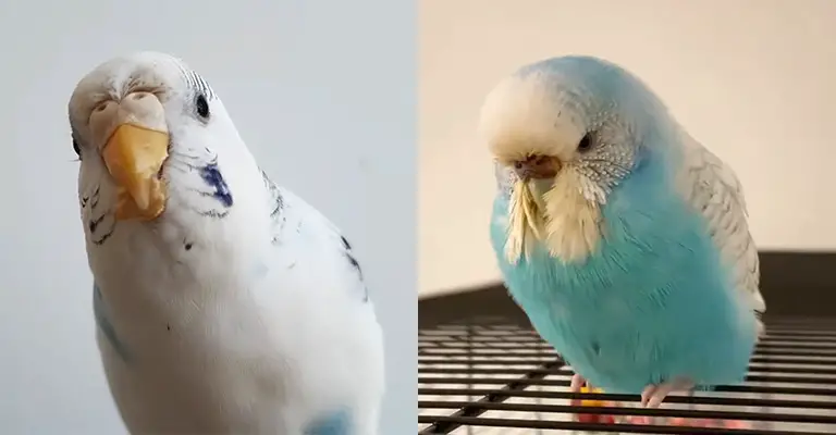 Budgie Molting or Sick