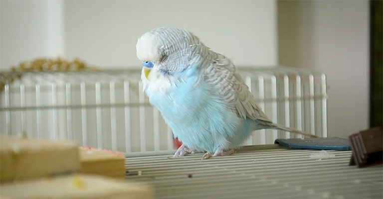 Budgies Can Sleep With Light Noise