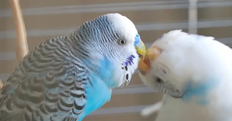 Why Do Budgies Pin Their Eyes