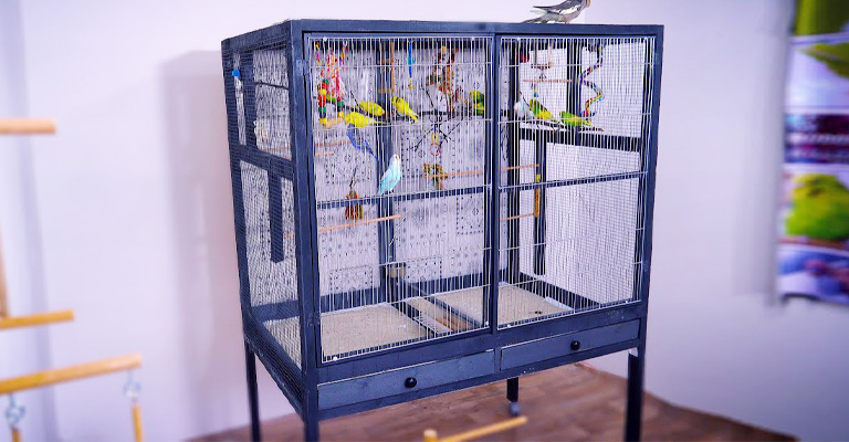 Cage Size And Design