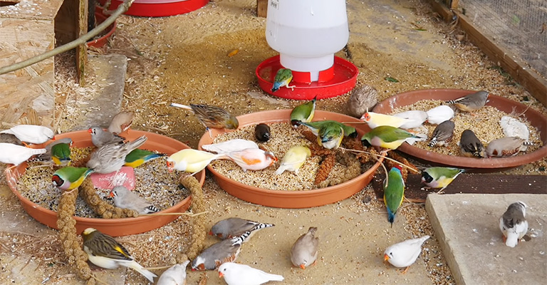Can Budgies And Canaries Live Together? [A Colorful Symphony Of Avian Companions]