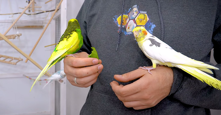 Budgies Live with Cockatiels