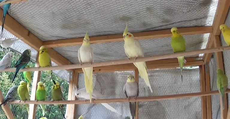 Can Cockatiels And Budgies Breed With Each Other