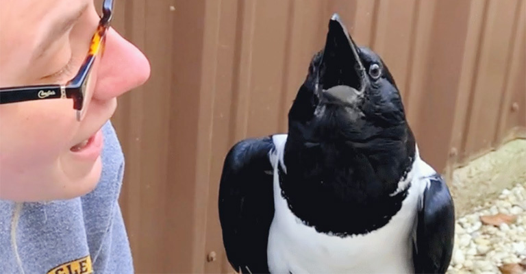 Can Crows Learn to Speak