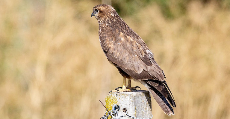 Can I Kill Hawks For Hanging Around My House