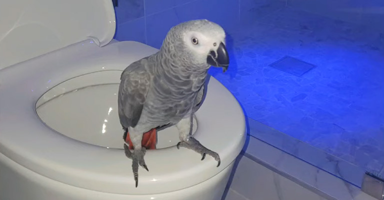 Can You Potty Train Parrots