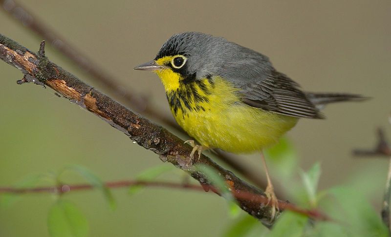 Canada_warbler__28