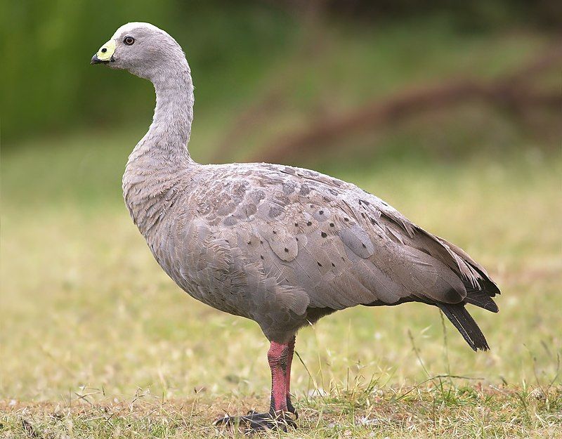 Cape_Barren_goose__3