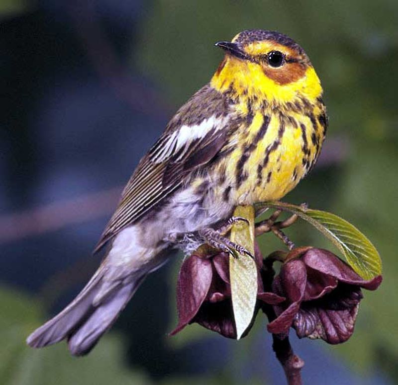 Cape_May_warbler__20