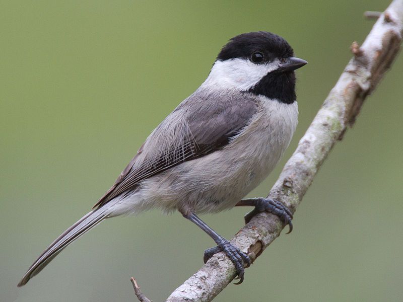 51 Birds in Phillip Island - The Worlds Rarest Birds