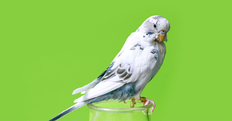 Causes Of Stress In Budgies