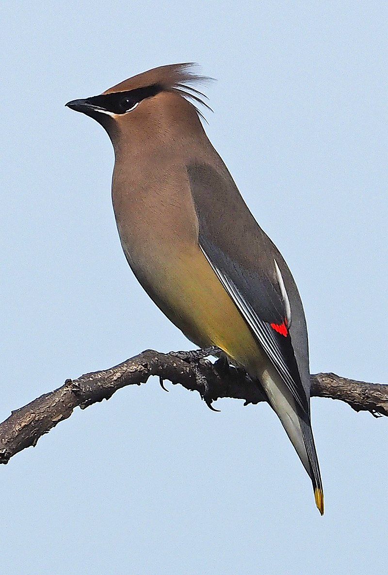 Cedar_waxwing__18