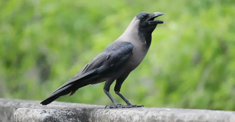 Challenges Of Taming a Crow