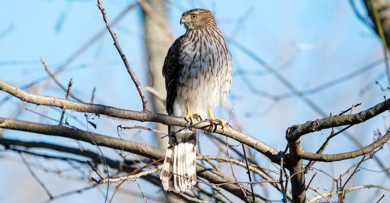 Characteristics and Behaviors of Hawks