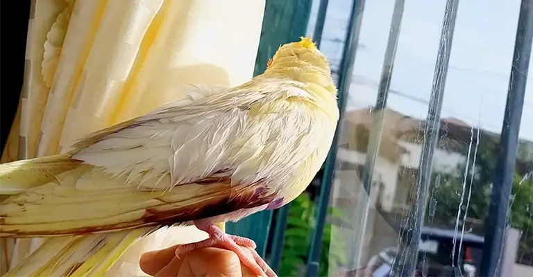 Cockatiel Bleeding Under Wing: Cause and How to Stop Bleeding