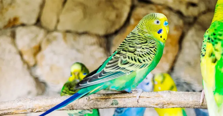 Common Signs Of Stress In Budgies