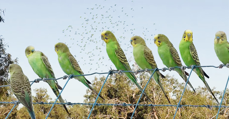 Considering The Individual Personalities Of The Budgies