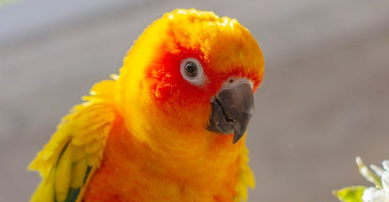 Conure Head Bobbing