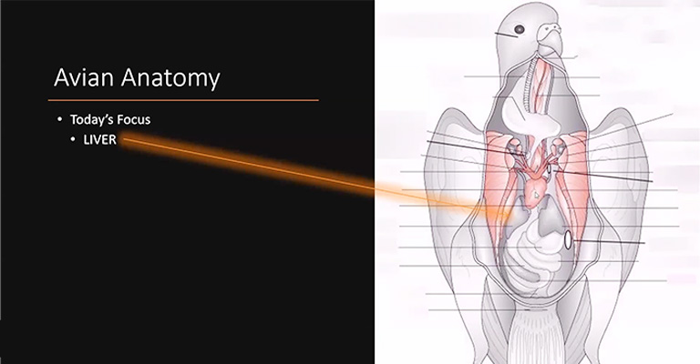 Diagnosis Of Liver Disease In Birds