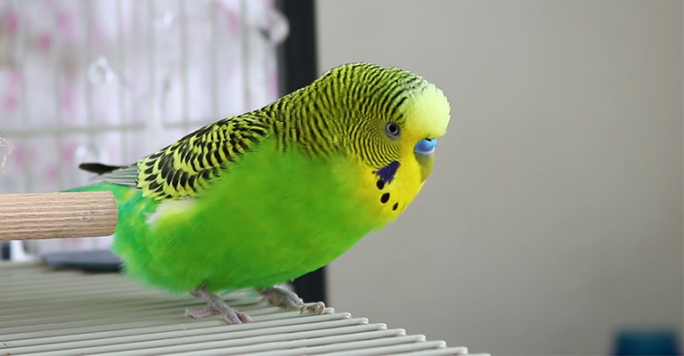Diagnostic Steps For Budgie Owners
